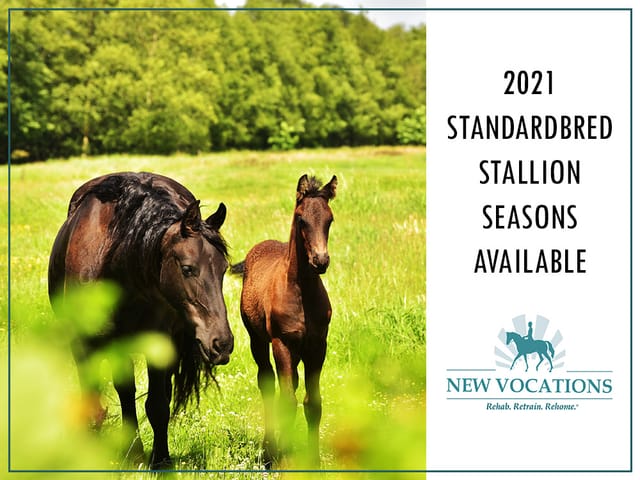 2021 Standardbred Stallion Seasons Available