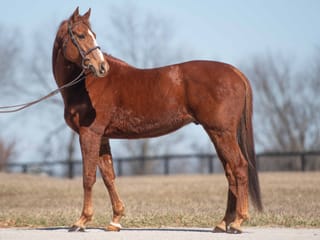 Hurricane Dream (FR)