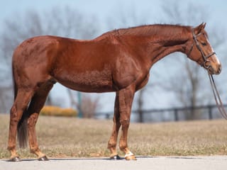 Hurricane Dream (FR)