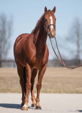Hurricane Dream (FR)