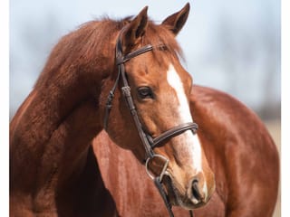 Hurricane Dream (FR)