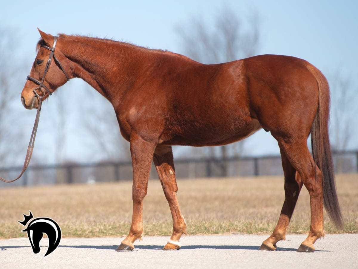 Hurricane Dream (FR)