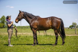 Mayfield Hanover