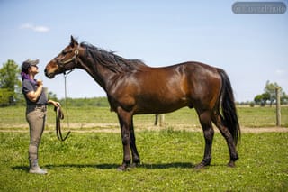 Mayfield Hanover