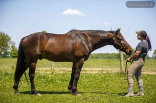 Mayfield Hanover