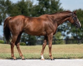 Oaks Honey