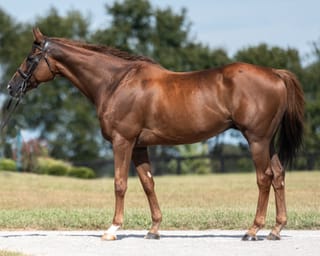 Oaks Honey