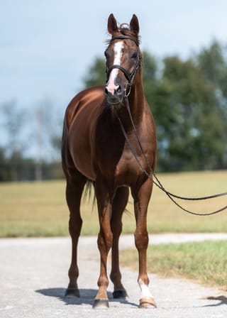 Oaks Honey