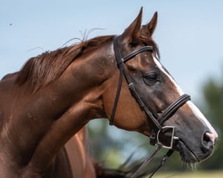 Oaks Honey