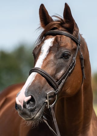 Oaks Honey