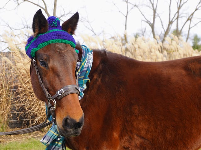 ASPCA Grant Enables New Vocations to Retrain, Rehome Standardbred Broodmares