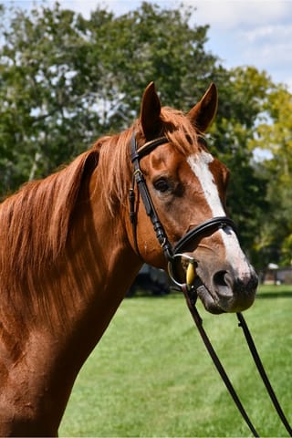 Unnamed Girlfriend '23
