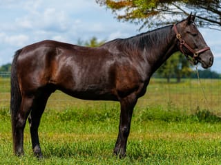 Wakizashi Hanover