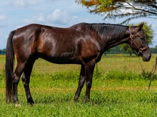 Wakizashi Hanover