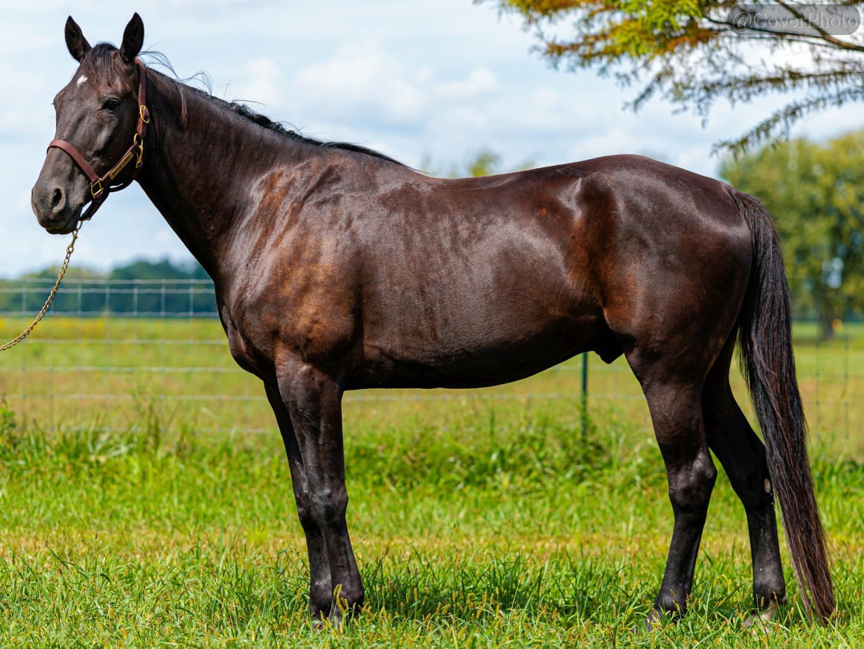 Wakizashi Hanover