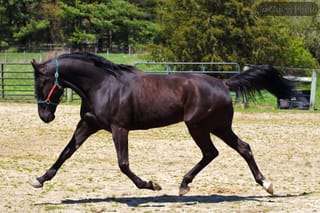 Wakizashi Hanover