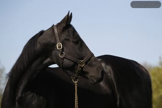 Wakizashi Hanover
