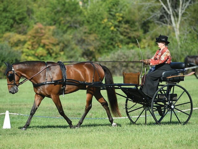 NV Grad: Frankie's Rockstar Featured in Horse Illustrated