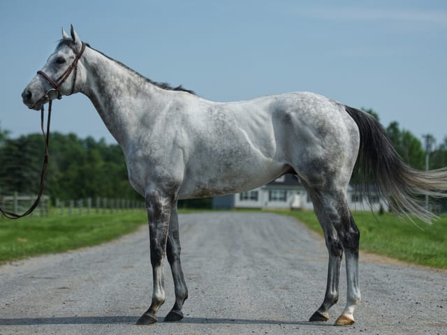 Retirement Ceremony for Millionaire Drafted to Highlight New York Thoroughbred Aftercare Day at Saratoga
