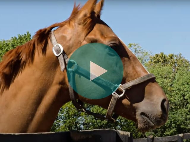Vino Rosso's Full-Brother Makes Headlines at New Vocations