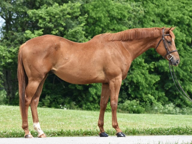 ‘The Best Chance I’ve Ever Taken’: Despite Conformational Challenge, Stanfield Finds His Perfect Match