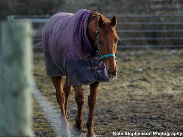 After Harrowing Pastern Fracture, New Vocations Trainer Letting ‘Vinny’ Choose His Path